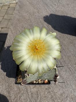 Astrophytum ornatum spec